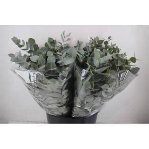 Euca Cinerea Short 150gr P Bunch