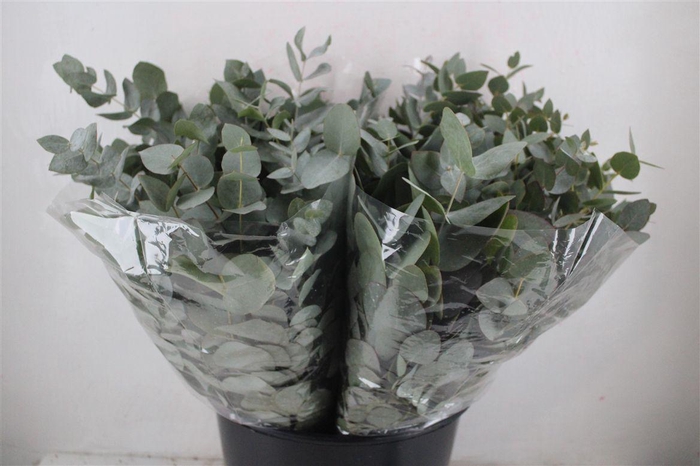 <h4>Euca Cinerea Short 150gr P Bunch</h4>