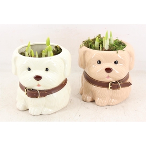 arr4 Narcis RN - Woof en Wisky