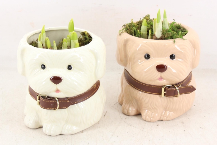 <h4>arr4 Narcis RN - Woof en Wisky</h4>