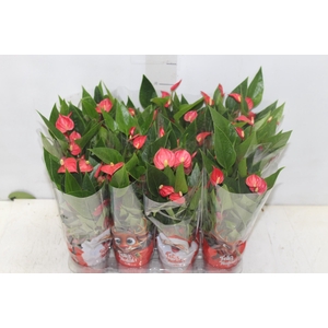 ANTHURIUM MINI MILLION FLOWERS P09