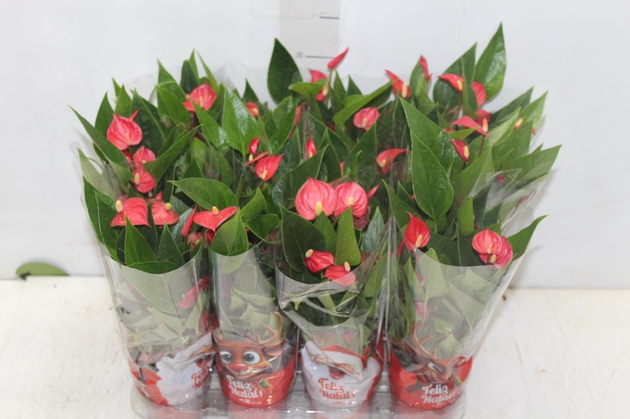 <h4>ANTHURIUM MINI MILLION FLOWERS P09</h4>
