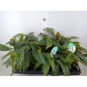 Begonia BD 'Double Dot'