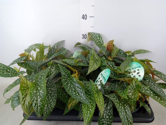 <h4>Begonia BD 'Double Dot'</h4>