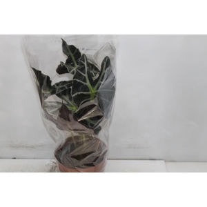 ALOCASIA POLLY P17