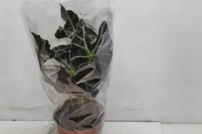 <h4>ALOCASIA POLLY P17</h4>
