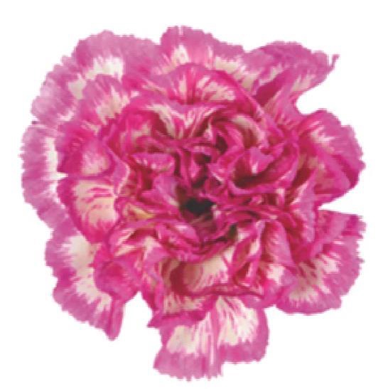 <h4>Di St Cassiopea</h4>