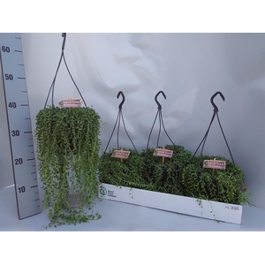 Senecio herreianus 17Ø 40cm