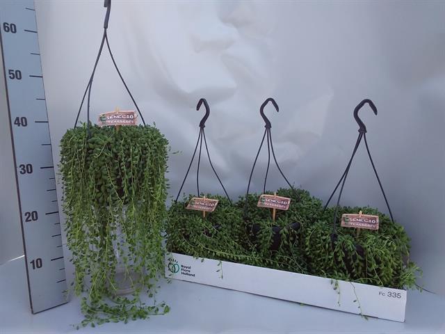 Senecio herreianus 17Ø 40cm