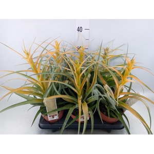 Tillandsia