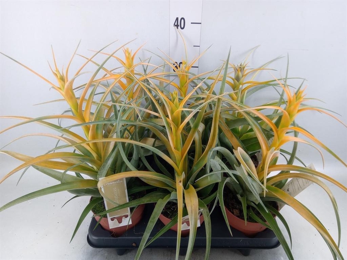 <h4>Tillandsia</h4>