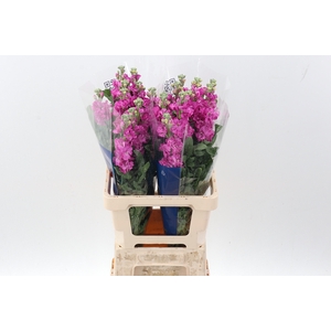 Matth Iron Deep Pink