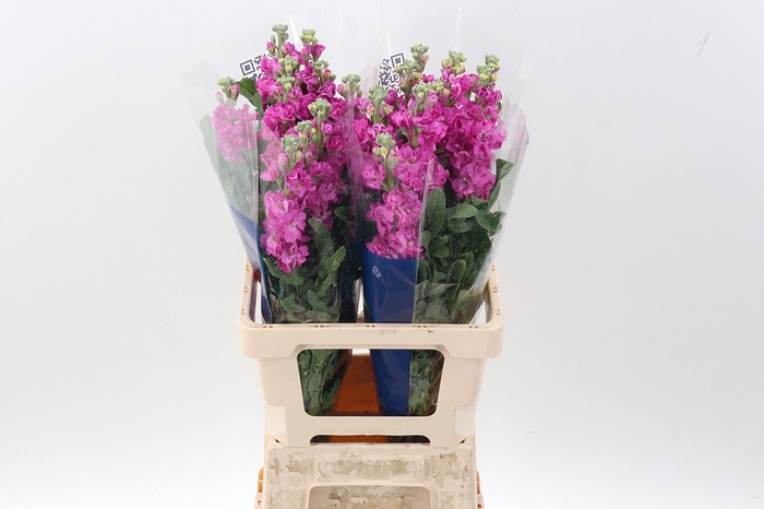 <h4>Matth Iron Deep Pink</h4>