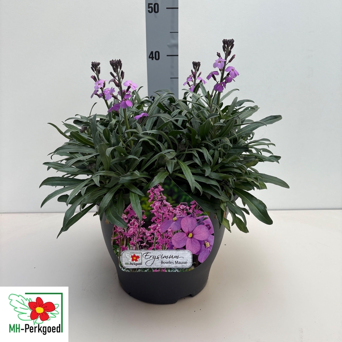 <h4>ERYS BOWLES MAUVE</h4>