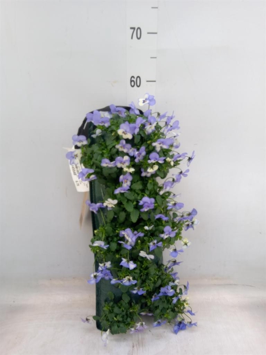 <h4>Viola corn. 'Evo Mini' ...mix</h4>