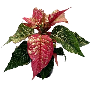 Euphorbia Roze met glitter goud