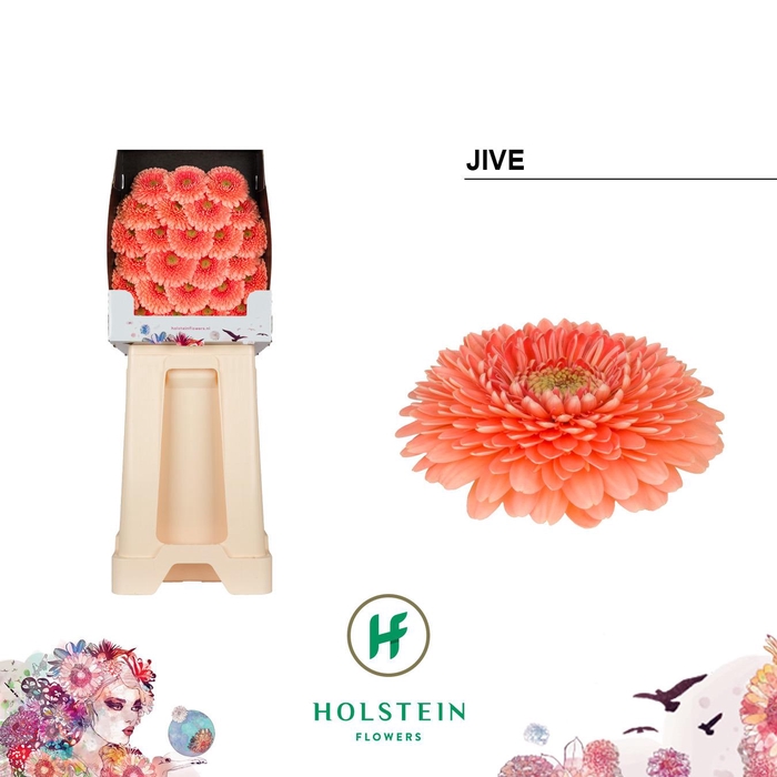 <h4>Ge Bv Gerponi Jive</h4>