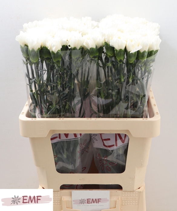 <h4>DI ST MONT BLANC</h4>