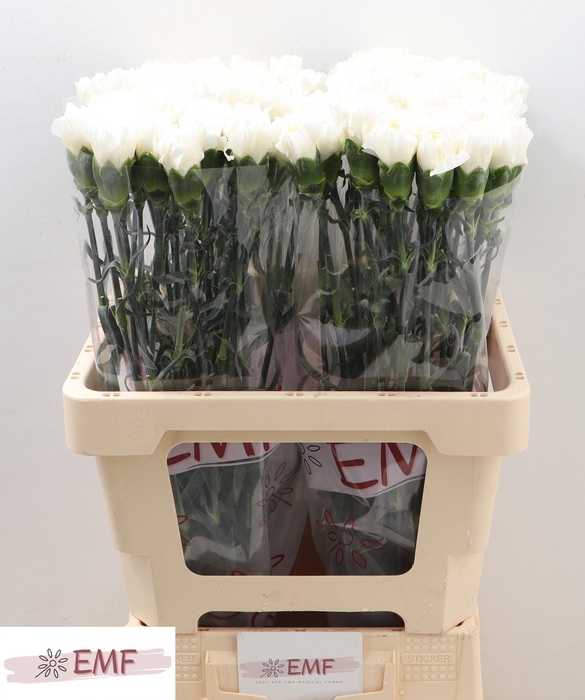 <h4>DI ST MONT BLANC</h4>