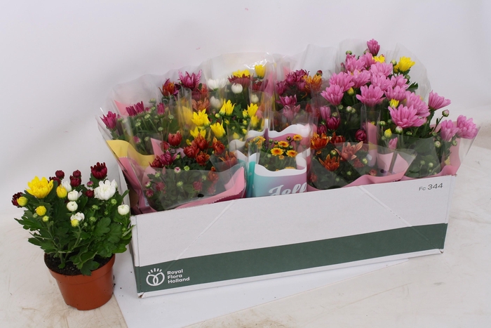 <h4>CHRYS GEM 7 KL</h4>