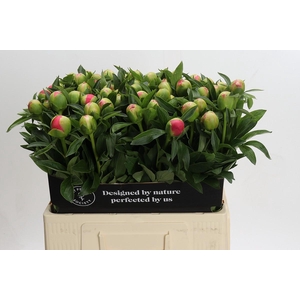 Paeonia Pink Hawaiian Coral