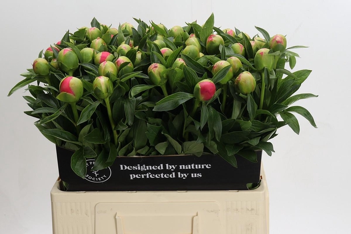 <h4>Paeonia Pink Hawaiian Coral</h4>