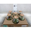 Arr.   Kamerplant Groen H%