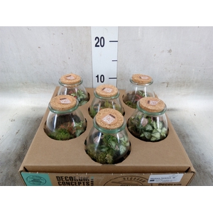 Arr.   Kamerplant Groen H%