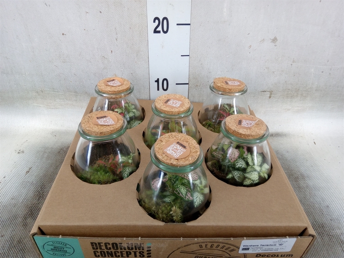 <h4>Arr.   Kamerplant Groen H%</h4>