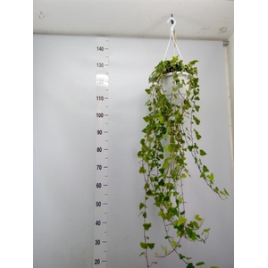 Hedera helix 'White Wonder'