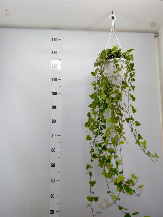 <h4>Hedera helix 'White Wonder'</h4>