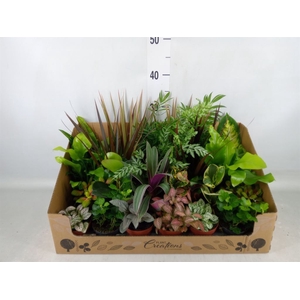 Planten Groen   ...mix 24