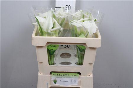 <h4>Zant Crystal Blush</h4>