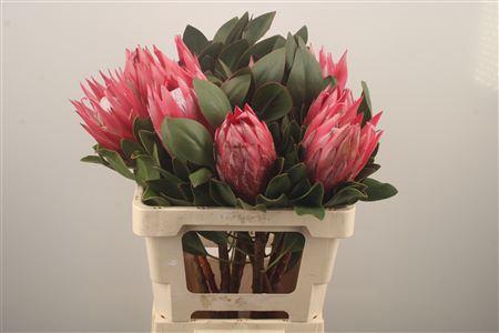 <h4>Protea Madiba</h4>