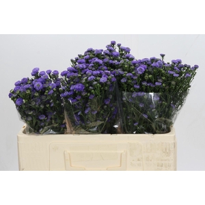 Aster Baby Blue