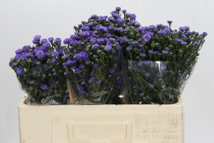 <h4>Aster Baby Blue</h4>