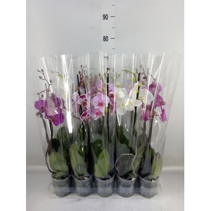 Phalaenopsis   ...mix  5