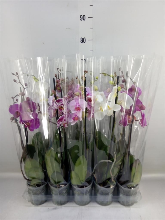 <h4>Phalaenopsis   ...mix  5</h4>