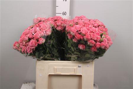 <h4>R Tr Jessy X5</h4>