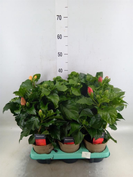 <h4>Hibiscus rosa-sin.   ...mix</h4>
