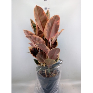 Ficus elastica 'Belize'