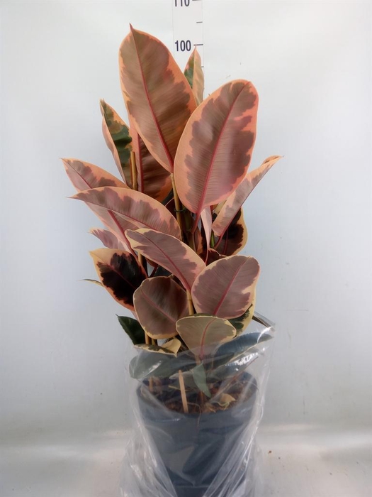 <h4>Ficus elastica 'Belize'</h4>