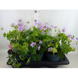 Geranium  'Bloom Me Away'