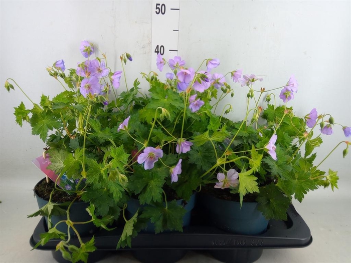 <h4>Geranium  'Bloom Me Away'</h4>