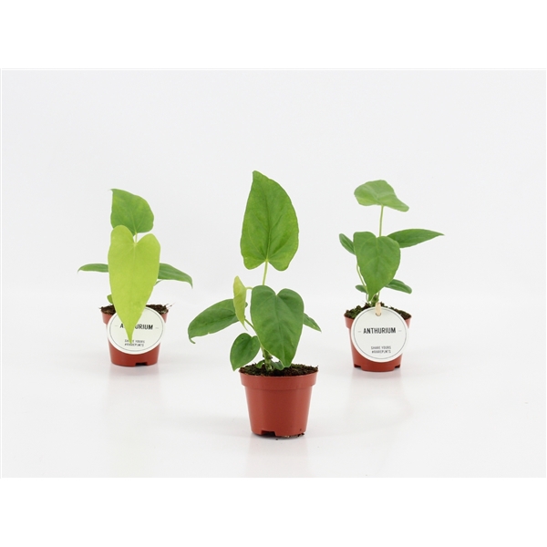 <h4>Anthurium Balaoanum</h4>