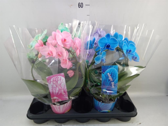 <h4>Phalaenopsis   ...</h4>