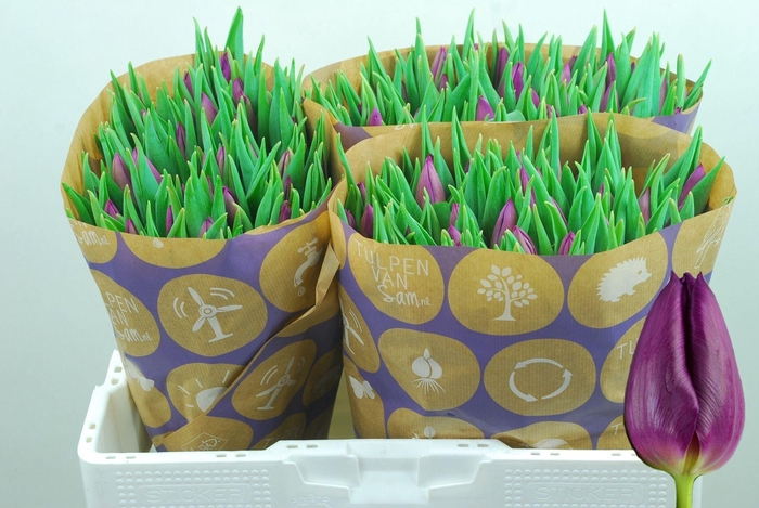 <h4>TULIPA EN 'LAPTOP'</h4>