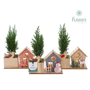 Kerst planter hout met verlichting met Chamaecyparis