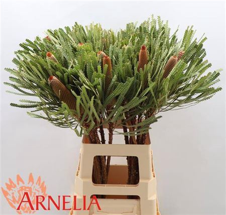 <h4>Banksia Hookeriana</h4>