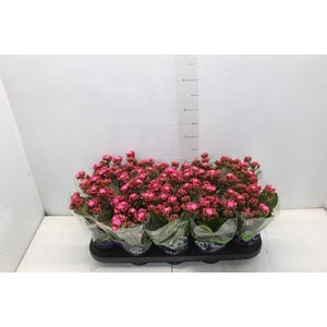 KALANCHOE DOBRADO P11 PINK